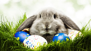 Grass Rabbit Egg Festival HD Wallpaper

