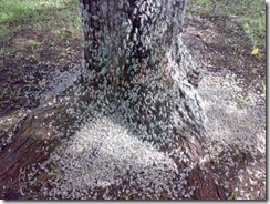 insect attack (17)