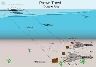 Alat Tangkap Pukat Tarik Udang Ganda (Double Rig Shrimp Trawl)
