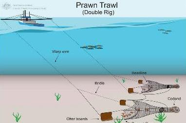 Alat Tangkap Pukat Tarik Udang Ganda (Double Rig Shrimp Trawl)