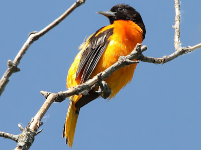 Pictures Of Baltimore Oriole - Free Baltimore Oriole pictures 