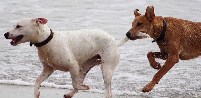 Queda prohibido cortar el rabo a los perros por motivos estéticos