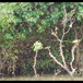 View album