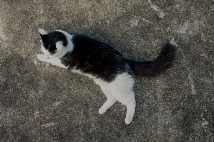 black and white cat