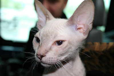 Gambar Kucing Don Sphynx