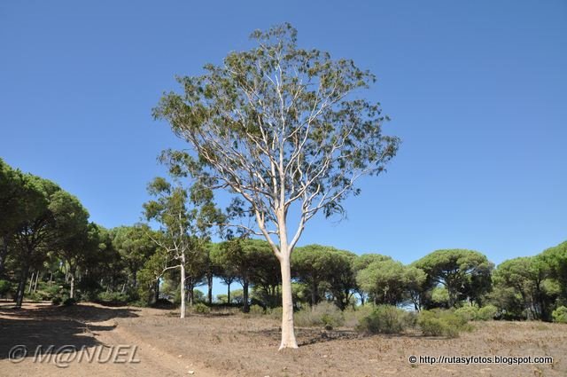 El Jarillo - Torre de Meca