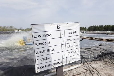 Potensi Budidaya Udang Vaname Sangat Besar di Riau, Begini Penjelasannya