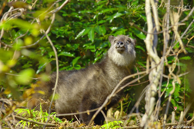 Japanese serow