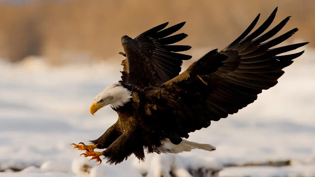 Bald Eagle