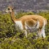 vicuna