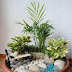 Mini-garden in the pot