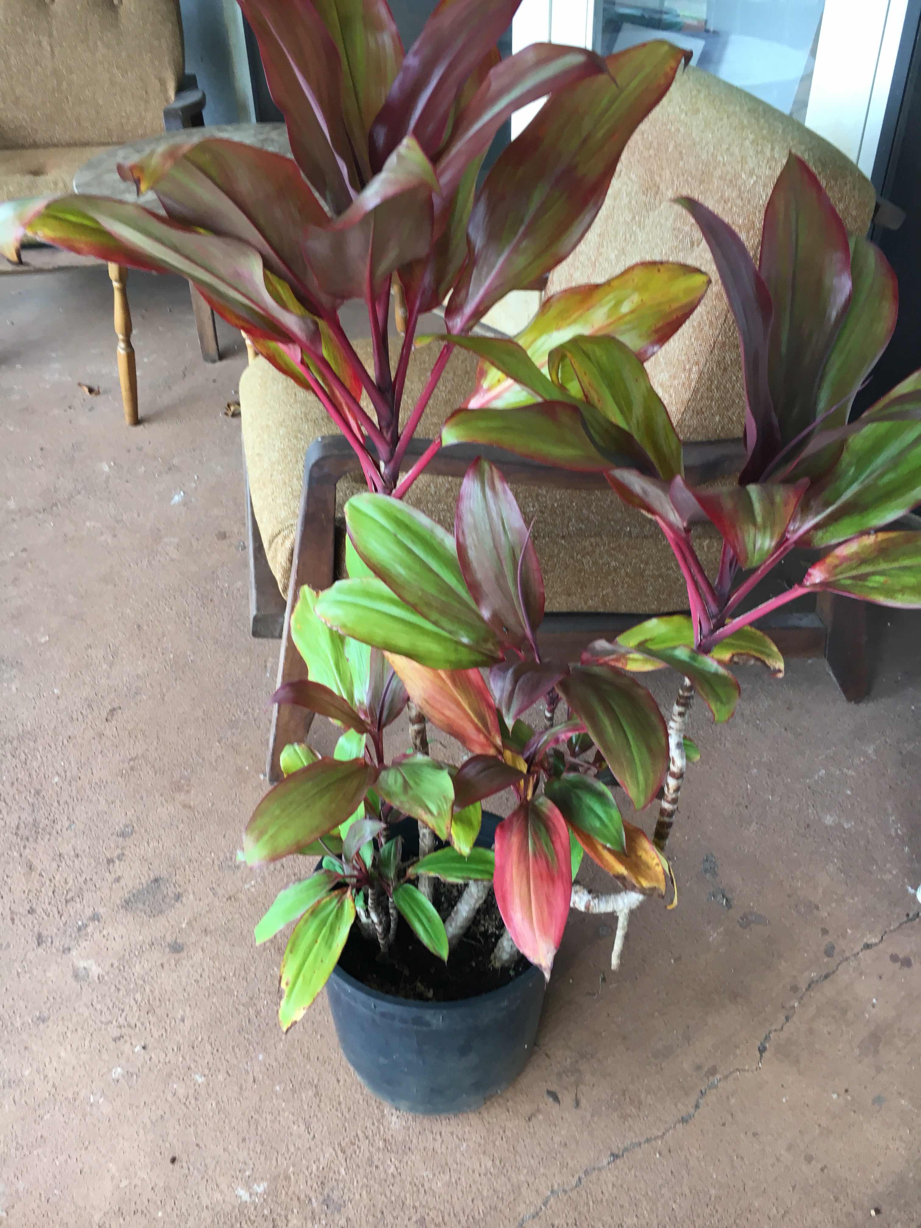 Ti Leafの育て方