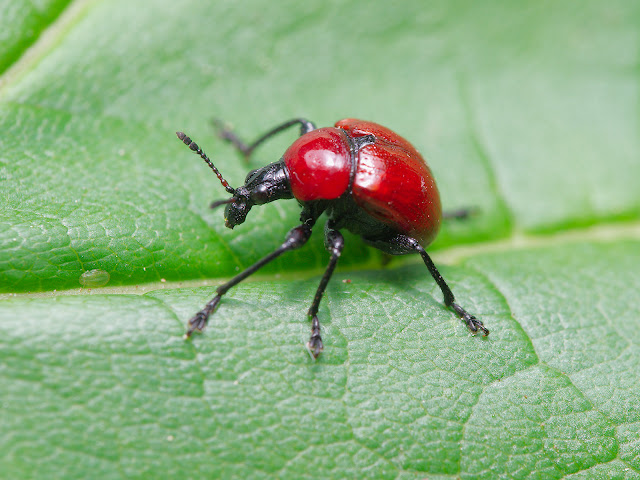 Wildlife Makroaufnahme eines roten Käfers