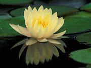 i.am.like.the.lotus.flower.