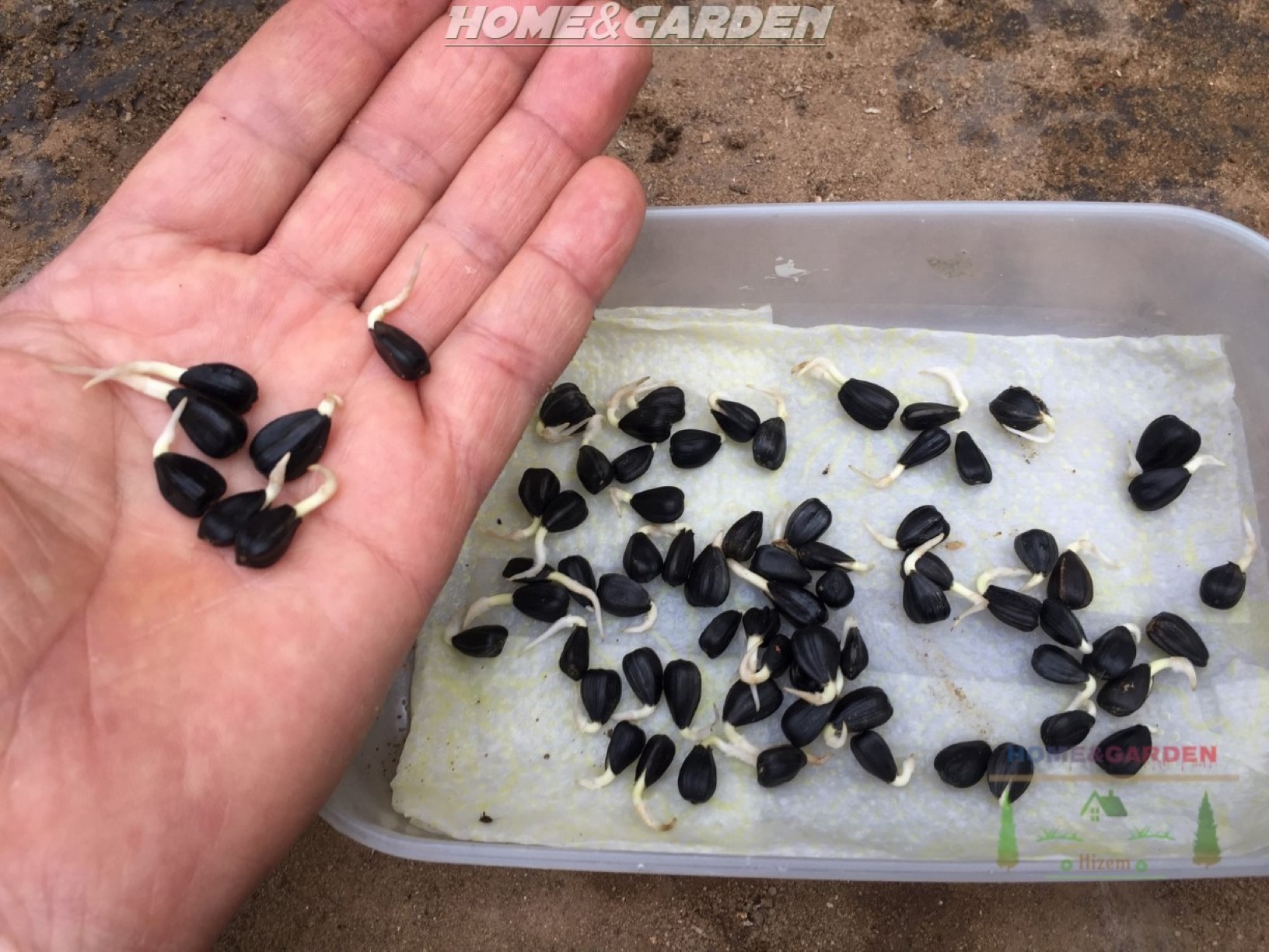 If some roots have grown into the paper towel, just tear it carefully and plant the germinated seed with paper towel attached there is no problem!