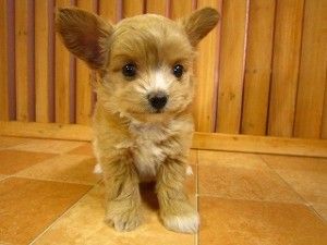 Poodle chihuahua Mix Size, Lifespan, Hypoallergenic, Price 