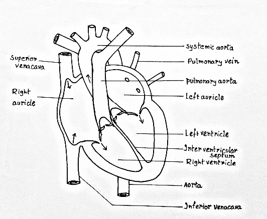 Figure of heart