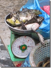 some frogs are still moving