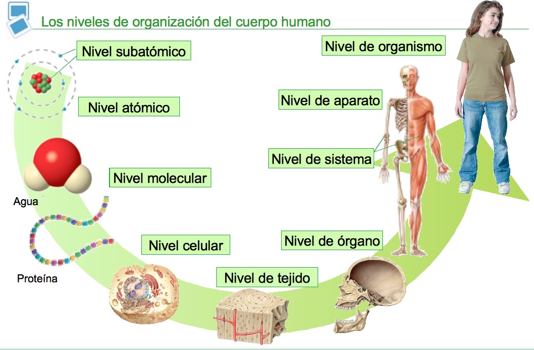 Seres vivos multicelulares