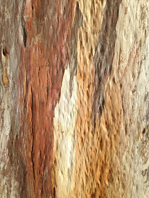Ancient Rainbow Tree Bark - by Maja Trochimczyk