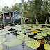 Grootschalige renovatie waterzuivering Naardermeer 