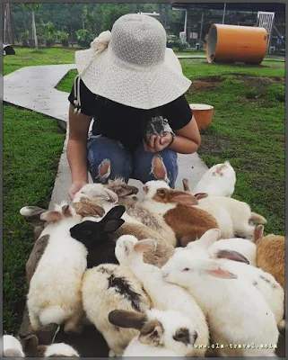 RANAU RABBIT FARM, SABAH