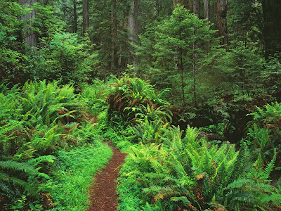 Nature Wallpapers - free pc wallpaper for pc. Nature Wallpapers - free pc