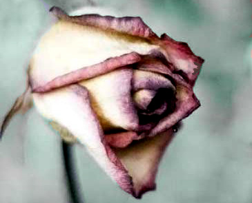 dead love in a dead rose.