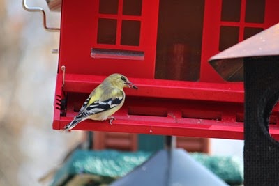 Goldfinch April 18 2014