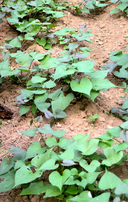 sweet potatoes growing in Guilin, China