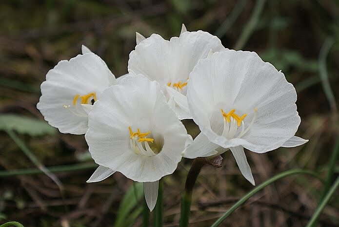 Narcissus Cantabricus near Cádiar - photo: casa rural El Paraje