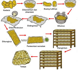 Proses Pembuatan (Fermentasi) Tempe