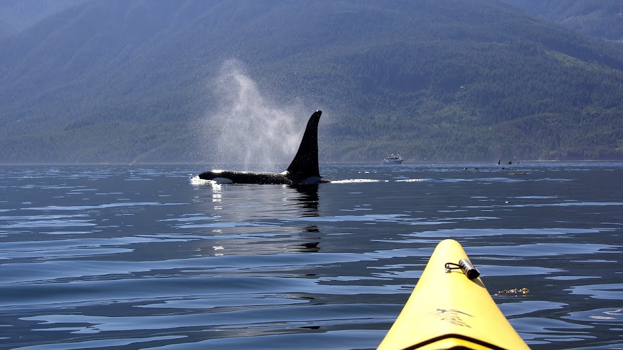 Andrew McAuley - Orca Kayaking