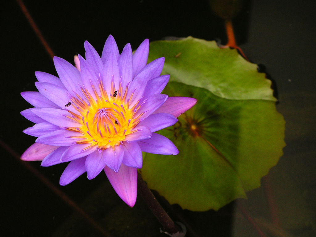 Purple Lotus Flower  Flower HD Wallpapers, Images, PIctures, Tattoos 