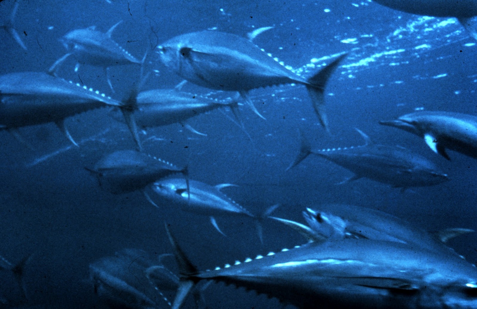 Potensi Ikan Tuna di Maluku