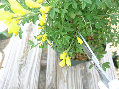 花がら摘み