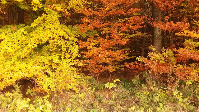 Bunte Bäume im Herbst