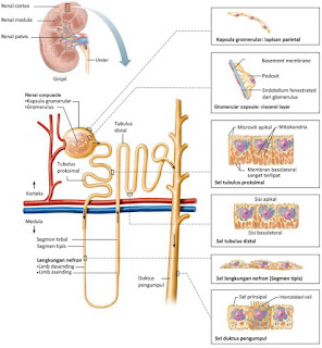 Gambar Tampilan skematik dari nefron menggambarkan karakteristik struktur dari sel epitel membentuk berbagai areanya