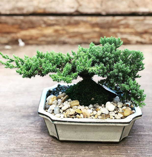 Como cuidar de Bonsai