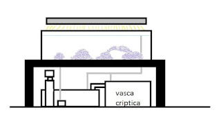 vasca criptica