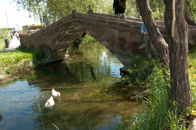 парк культуры в городе ван, плавающие гуси, Ван, Турция
