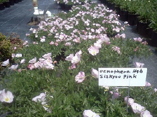 Mexican Primrose