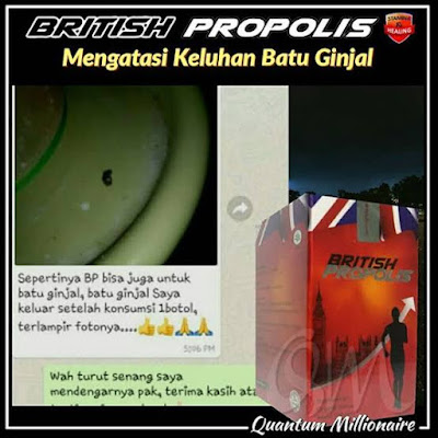 keunggulan british propolis