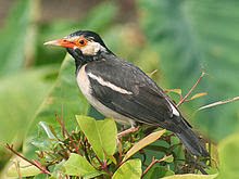 Foto burung jalak suren