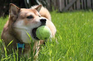Seattle Dog with Tennis Ball