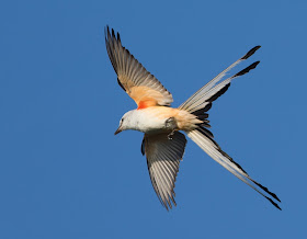 Scissor-tailed Flycatcher - Clewiston, Florida