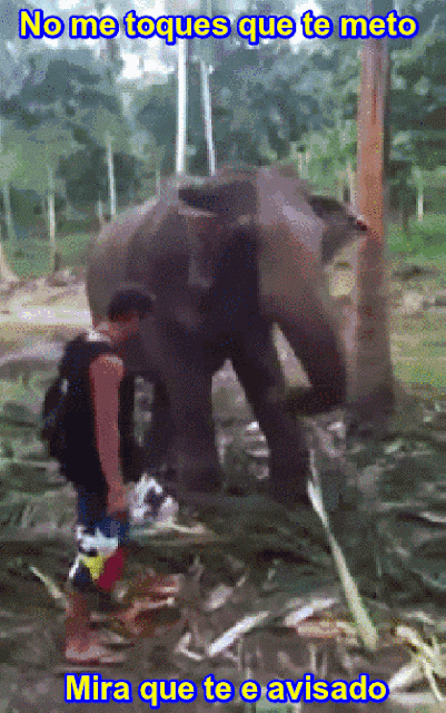 Gif animado gracioso con un elefante boxeador, je je je.