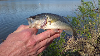 Bass, James A Reed, Missouri