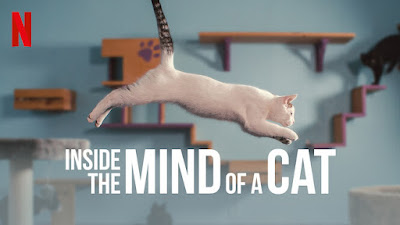 'Inside The Mind Of A Cat' en Netflix, un documental familiar sobre nuevas investigaciones sobre el comportamiento de los gatos