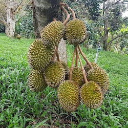 Harga Jual Bibit Durian Montong Kaki Tiga Cepat Buah